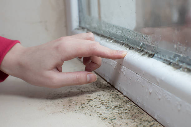 Best Biohazard Mold Removal  in Upper Brookville, NY